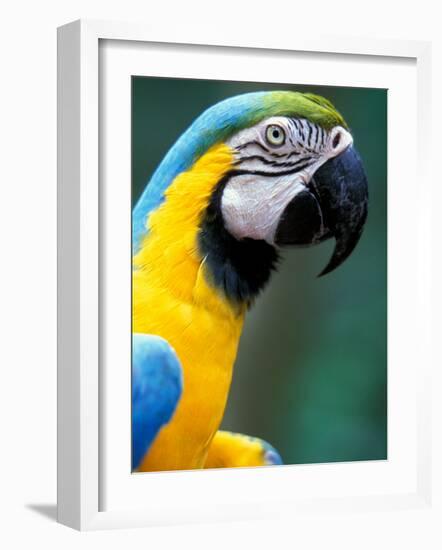 Blue and Yellow Macaw, Iguacu National Park, Brazil-Art Wolfe-Framed Photographic Print