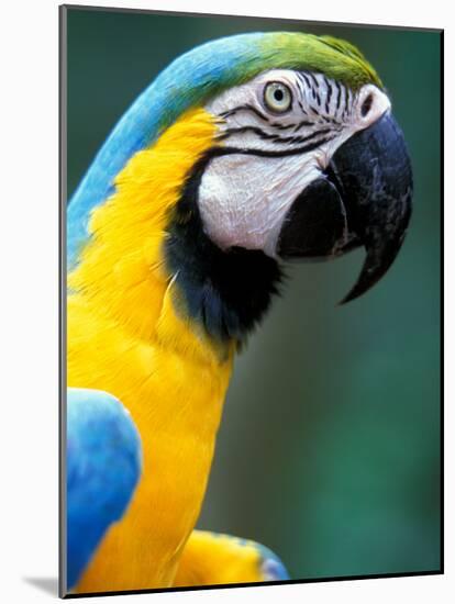 Blue and Yellow Macaw, Iguacu National Park, Brazil-Art Wolfe-Mounted Photographic Print