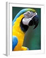 Blue and Yellow Macaw, Iguacu National Park, Brazil-Art Wolfe-Framed Photographic Print