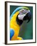 Blue and Yellow Macaw, Iguacu National Park, Brazil-Art Wolfe-Framed Photographic Print