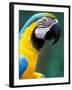 Blue and Yellow Macaw, Iguacu National Park, Brazil-Art Wolfe-Framed Photographic Print