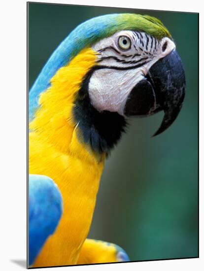 Blue and Yellow Macaw, Iguacu National Park, Brazil-Art Wolfe-Mounted Photographic Print