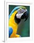 Blue and Yellow Macaw, Iguacu National Park, Brazil-Art Wolfe-Framed Photographic Print