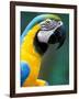 Blue and Yellow Macaw, Iguacu National Park, Brazil-Art Wolfe-Framed Photographic Print