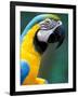 Blue and Yellow Macaw, Iguacu National Park, Brazil-Art Wolfe-Framed Photographic Print