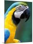 Blue and Yellow Macaw, Iguacu National Park, Brazil-Art Wolfe-Mounted Photographic Print