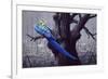 Blue and Yellow Macaw in Burned Forest-Harro Maass-Framed Giclee Print