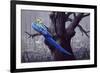 Blue and Yellow Macaw in Burned Forest-Harro Maass-Framed Giclee Print