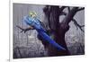Blue and Yellow Macaw in Burned Forest-Harro Maass-Framed Giclee Print