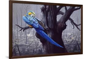 Blue and Yellow Macaw in Burned Forest-Harro Maass-Framed Giclee Print