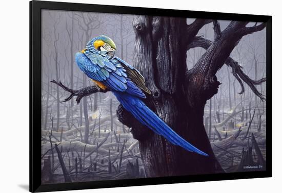 Blue and Yellow Macaw in Burned Forest-Harro Maass-Framed Giclee Print