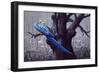 Blue and Yellow Macaw in Burned Forest-Harro Maass-Framed Giclee Print