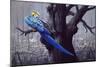 Blue and Yellow Macaw in Burned Forest-Harro Maass-Mounted Giclee Print