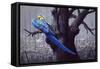 Blue and Yellow Macaw in Burned Forest-Harro Maass-Framed Stretched Canvas