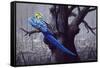 Blue and Yellow Macaw in Burned Forest-Harro Maass-Framed Stretched Canvas