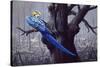 Blue and Yellow Macaw in Burned Forest-Harro Maass-Stretched Canvas