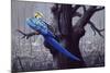 Blue and Yellow Macaw in Burned Forest-Harro Maass-Mounted Giclee Print