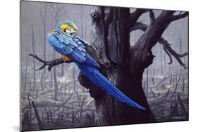 Blue and Yellow Macaw in Burned Forest-Harro Maass-Mounted Giclee Print