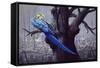 Blue and Yellow Macaw in Burned Forest-Harro Maass-Framed Stretched Canvas