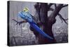 Blue and Yellow Macaw in Burned Forest-Harro Maass-Stretched Canvas