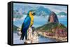 Blue and Yellow Macaw in Rio De Janeiro, Brazil-Frazao-Framed Stretched Canvas