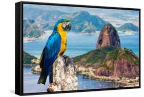 Blue and Yellow Macaw in Rio De Janeiro, Brazil-Frazao-Framed Stretched Canvas