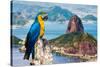 Blue and Yellow Macaw in Rio De Janeiro, Brazil-Frazao-Stretched Canvas