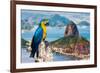 Blue and Yellow Macaw in Rio De Janeiro, Brazil-Frazao-Framed Photographic Print