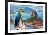 Blue and Yellow Macaw in Rio De Janeiro, Brazil-Frazao-Framed Photographic Print