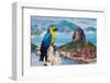 Blue and Yellow Macaw in Rio De Janeiro, Brazil-Frazao-Framed Photographic Print