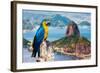 Blue and Yellow Macaw in Rio De Janeiro, Brazil-Frazao-Framed Photographic Print