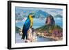 Blue and Yellow Macaw in Rio De Janeiro, Brazil-Frazao-Framed Photographic Print