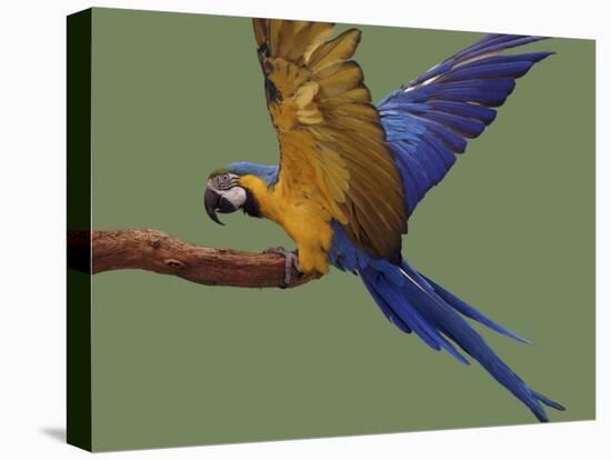 Blue and Yellow Macaw, Landing on a Perch-Jane Burton-Stretched Canvas