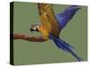 Blue and Yellow Macaw, Landing on a Perch-Jane Burton-Stretched Canvas