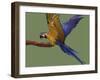 Blue and Yellow Macaw, Landing on a Perch-Jane Burton-Framed Photographic Print