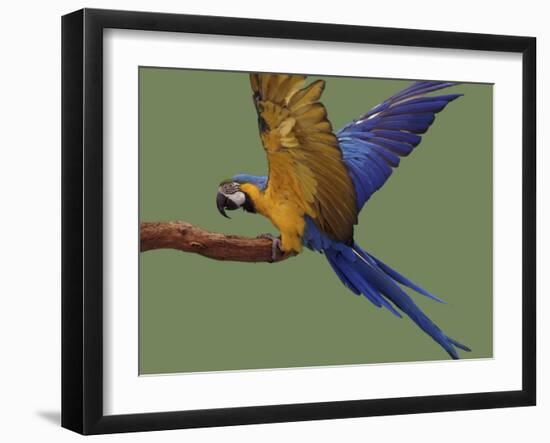 Blue and Yellow Macaw, Landing on a Perch-Jane Burton-Framed Photographic Print