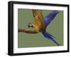 Blue and Yellow Macaw, Landing on a Perch-Jane Burton-Framed Photographic Print