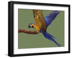 Blue and Yellow Macaw, Landing on a Perch-Jane Burton-Framed Photographic Print