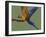 Blue and Yellow Macaw, Landing on a Perch-Jane Burton-Framed Photographic Print