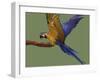 Blue and Yellow Macaw, Landing on a Perch-Jane Burton-Framed Photographic Print