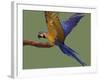 Blue and Yellow Macaw, Landing on a Perch-Jane Burton-Framed Photographic Print