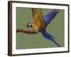 Blue and Yellow Macaw, Landing on a Perch-Jane Burton-Framed Photographic Print