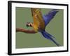 Blue and Yellow Macaw, Landing on a Perch-Jane Burton-Framed Photographic Print