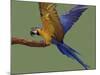 Blue and Yellow Macaw, Landing on a Perch-Jane Burton-Mounted Photographic Print