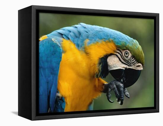 Blue and Yellow Macaw, S America-Staffan Widstrand-Framed Stretched Canvas