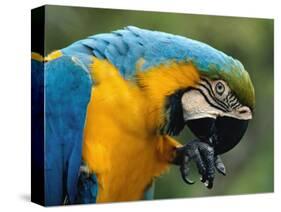 Blue and Yellow Macaw, S America-Staffan Widstrand-Stretched Canvas