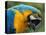 Blue and Yellow Macaw, S America-Staffan Widstrand-Stretched Canvas