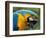 Blue and Yellow Macaw, S America-Staffan Widstrand-Framed Premium Photographic Print