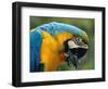 Blue and Yellow Macaw, S America-Staffan Widstrand-Framed Premium Photographic Print