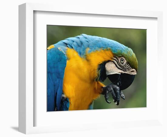 Blue and Yellow Macaw, S America-Staffan Widstrand-Framed Premium Photographic Print